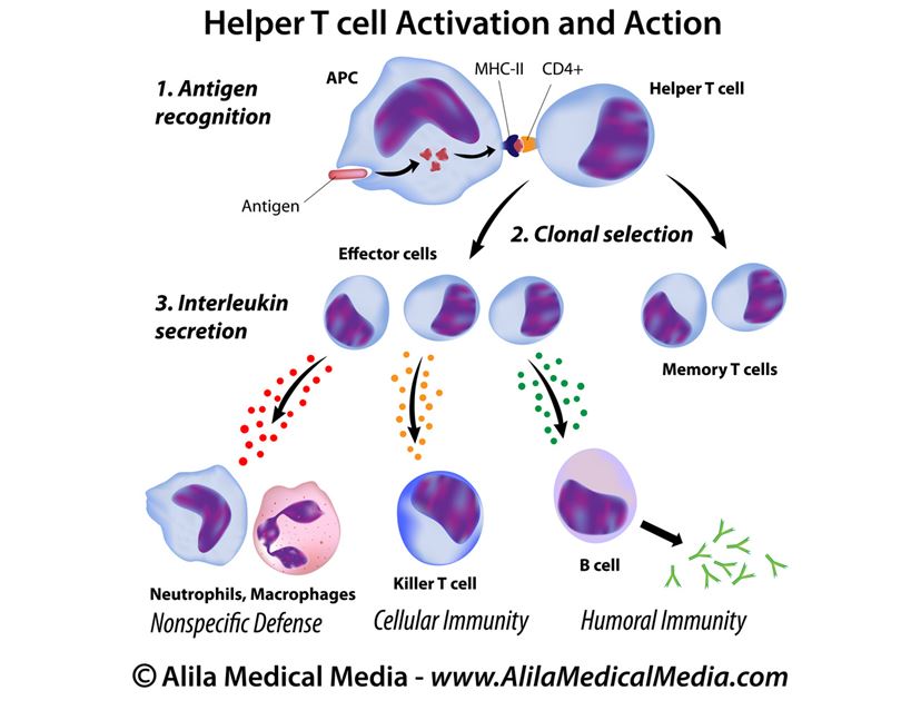 Helper T cell activation and action