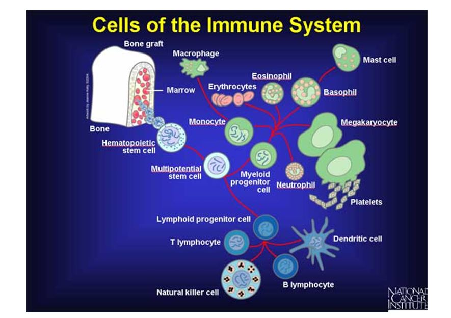 cells of the imuune system