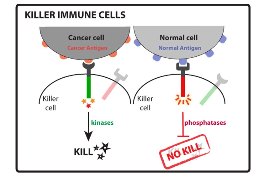 Killer immune cells