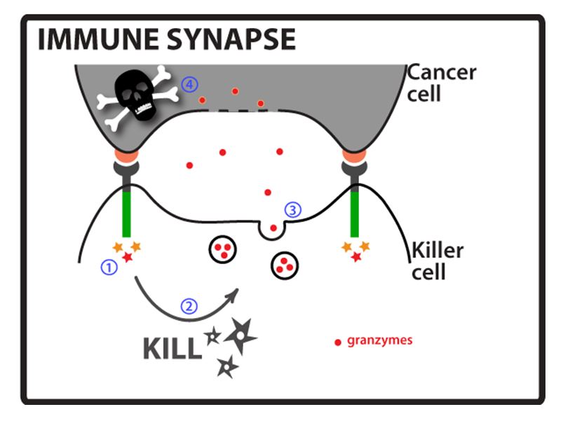 Immune synapse